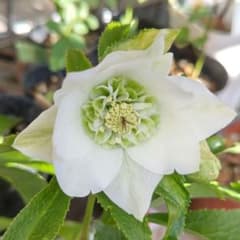 クリスマスローズ 開花株 シャルウィダンス ホワイト 太めネクタリ