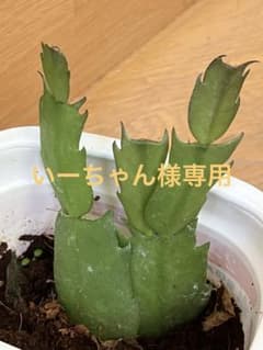 シャコバサボテン　いーちゃん様専用のサムネイル