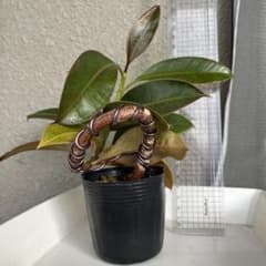 ゴムの木 曲げのサムネイル