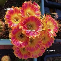 サニー 超人気 花サボテン ロビビア カキコ 開花サイズ8cm - メルカリ