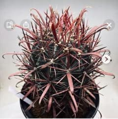 〈種子10粒〉フェロカクタス　神仙玉