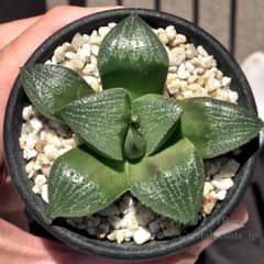 日曜まで！1週間限定出品】 ハオルチア スウェイ H. 'Sway' 多肉植物