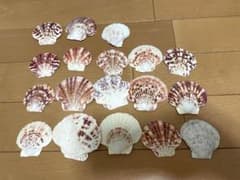 天然貝殻（加工）18個セット インテリア素材 ウェディングのサムネイル