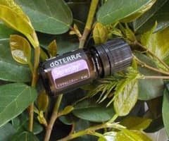 ❗️新品 未開封 最安】ドテラ セレニティー 5ml 期限27年10月 - メルカリ