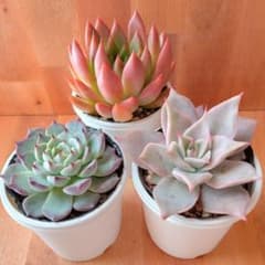 多肉セット⑭【抜き苗】 - メルカリ