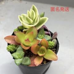 多肉植物 寄せ植え 斑入り セダム カット苗のサムネイル