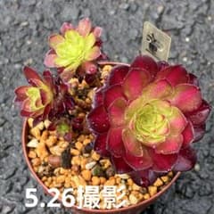 童顔 群生 抜き苗 4頭付 アエオニウム - メルカリ