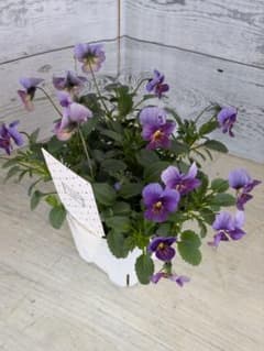 satoko様専用【現品・ポットまま発送】変わり咲きビオラ試作品24 現品