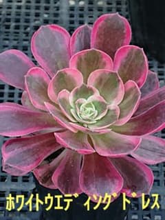 ☆多肉植物☆ホワイトウエディングドレス・アエオニウム☆ - メルカリ