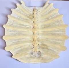 すっぽん(鼈)の甲羅　大のサムネイル