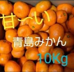 ★無農薬★青島みかん 約10Kg★超訳あり★ 甘いですのサムネイル