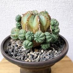 ユーフォルビアバリダ カキコ 発根済 4株 - メルカリ