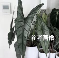希少アロカシア ドラゴンブレスAlocasia 'Dragon breath ① - メルカリ