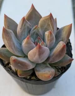 コロラータ×トリマネンシス　多肉植物のサムネイル