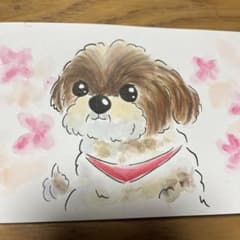 犬の絵　シーズー　イラストのサムネイル