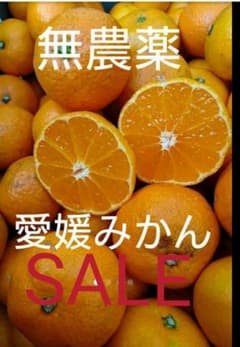 Sale!! 愛媛県産  無農薬みかん(ご家庭用)１０kgのサムネイル