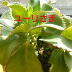 お客さま専用出品!!のサムネイル