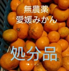 愛媛県産  無農薬みかん(処分品)１０kgのサムネイル