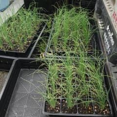 九条ネギ苗 30苗 京都府産 無農薬 農薬不使用 家庭菜園用 - メルカリ