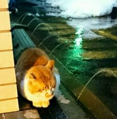 よっしーざる様専用ページのサムネイル