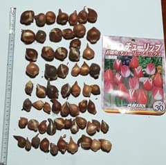 ピンク赤系チューリップ球根60球のサムネイル