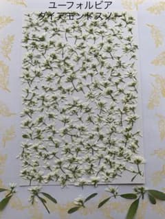 押し花　ユーフォルビアダイアモンドスノー　ハガキサイズ大のサムネイル