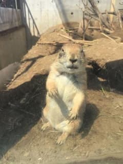 りんちんごろん様専用のサムネイル