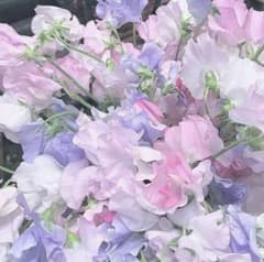 カリスマ 本橋依央利 カリスマワールド 缶バッジ 20個 - メルカリ