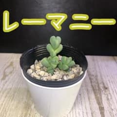 レーマニー 抜き苗 多肉植物 レーマニー 抜き苗 A - メルカリ