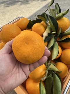 9.5kg 八朔（はっさく）【農家直送・栽培期間中不使用】静岡産｜日曜日発送のサムネイル