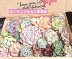 03. 多肉植物カット苗詰め合わせ　寄せ植えセット♡のサムネイル