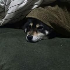 ひまわり様専用のサムネイル