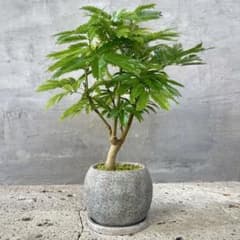幹極太　エバーフレッシュ　盆栽　天然苔仕立て　陶器鉢　植え込み発送 幹極太 エバーフレッシュ 盆栽 天然苔仕立て 陶器鉢 植え込み発送