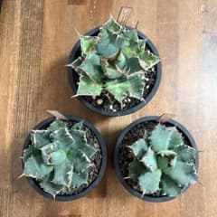 アガベ タイシーザー 姫厳竜 姫仁王冠 ネームド 3点セット 鉢付 maceta