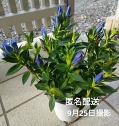 りんどう シャインブルーアシロ 竜胆 宿根草 山野草 多年草　１鉢のサムネイル