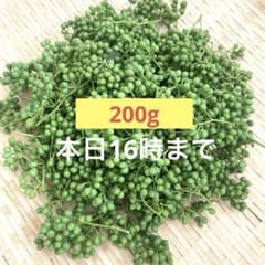 山椒の実　200グラム　天然のサムネイル