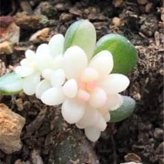 虹の玉　オーロラ　葉挿し　多肉植物　1のサムネイル