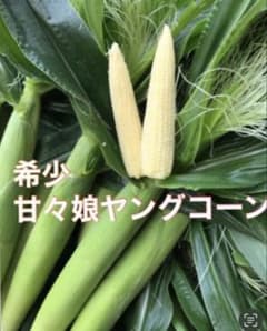 希少！！甘々娘ヤングコーン髭無し２０本！のサムネイル