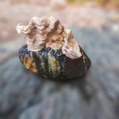 天然石 貝殻付 鑑賞石 オブジェのサムネイル