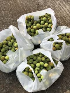 7月5日収穫 即発送！宮城県産 青梅 訳あり10kg - メルカリ