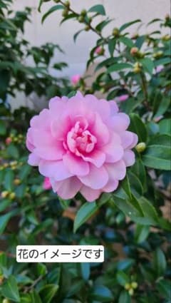 八重咲き薄桃色サザンカ穂木、15〜25cm 5本セットのサムネイル
