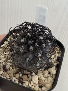 グリセオビオラセア (Copiapoa griseoviolacea)現地カキコ