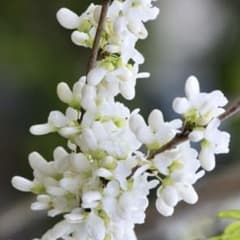 白花　ハナズオウのサムネイル