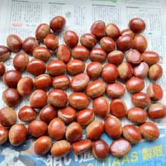 滋賀県産　生栗 　無農薬 - 3