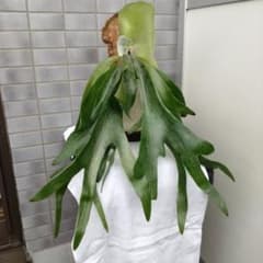 ビカクシダのサムネイル