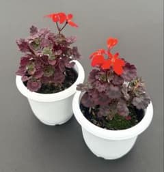 お得】【激レア】ゼラニウム 黒雲龍 ◻︎抜き苗(2苗)◻︎ - メルカリ