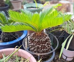ソテツ　蘇鉄　雄株のサムネイル
