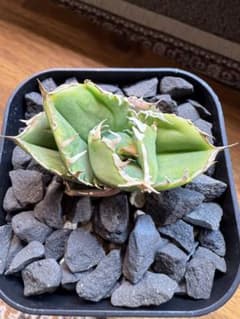 アガベ　チタノタ　追星　COK-CG01のサムネイル