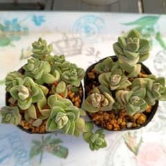 多肉植物 　紀の川錦　赤ちゃん 2ポットセット　訳ありのサムネイル