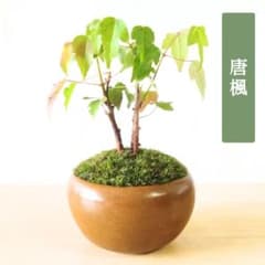 POTOCO 唐楓 カエデ 観葉植物 陶器鉢 盆栽 小品盆栽 豆盆栽 苔玉 苔